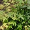 Japanse Esdoorn (Acer Palmatum 'Bi Hoo') -Aanbiedingen Groene Hekken Winkel visi69011