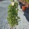Witte Druif (Vitis Vinifera 'Suzi') -Aanbiedingen Groene Hekken Winkel vitis