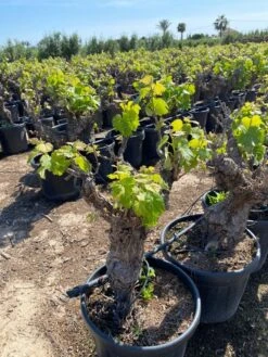 Druif, Op Stam (Vitis Vinifera) -Aanbiedingen Groene Hekken Winkel vitis vinifera 25l