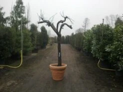 Druif, Op Stam (Vitis Vinifera) -Aanbiedingen Groene Hekken Winkel vitis vinifera 30 40 c200 solitair extra