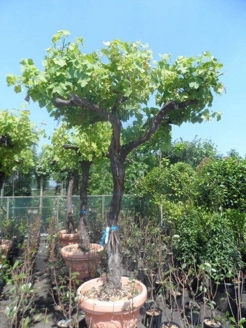 Druif Als Dakboom (Vitis Vinifera) 6 Druif Als Dakboom (Vitis Vinifera) - Afbeelding 4