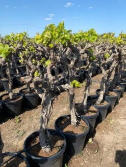 Druif, Op Stam (Vitis Vinifera) -Aanbiedingen Groene Hekken Winkel vitis vinifera 45l