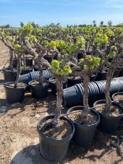 Druif, Op Stam (Vitis Vinifera) -Aanbiedingen Groene Hekken Winkel vitis vinifera 45l
