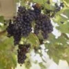 Muskaatdruif (Vitis Vinifera ‘Moscato D’Amburgo’ ) -Aanbiedingen Groene Hekken Winkel vitis vinifera boskoop glory
