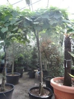 Druif Als Dakboom (Vitis Vinifera) 11 Druif Als Dakboom (Vitis Vinifera) -Aanbiedingen Groene Hekken Winkel vitis vinifera dakvorm op hoogstam