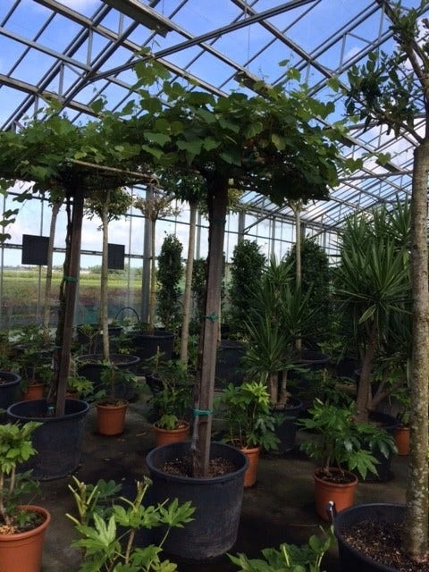 Druif Als Dakboom (Vitis Vinifera) 7 Druif Als Dakboom (Vitis Vinifera) - Afbeelding 5