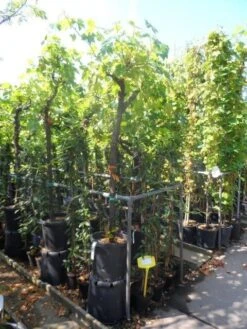 Druif, Op Stam (Vitis Vinifera) -Aanbiedingen Groene Hekken Winkel vitis vinifera halfstam 12 14 16