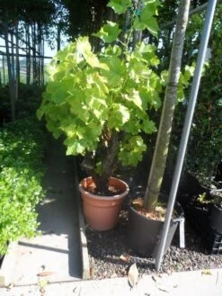 Druif, Op Stam (Vitis Vinifera) -Aanbiedingen Groene Hekken Winkel vitis vinifera oude stam c25
