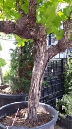 Druif, Op Stam (Vitis Vinifera) -Aanbiedingen Groene Hekken Winkel vitisopstam03