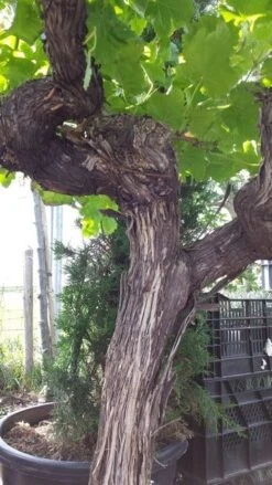 Druif, Op Stam (Vitis Vinifera) -Aanbiedingen Groene Hekken Winkel vitisopstam04