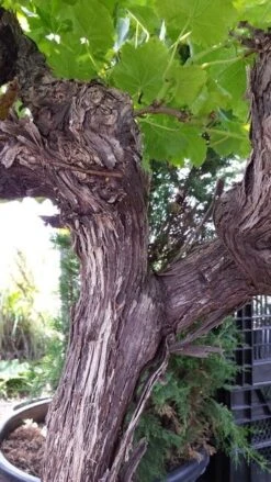 Druif, Op Stam (Vitis Vinifera) -Aanbiedingen Groene Hekken Winkel vitisopstam05