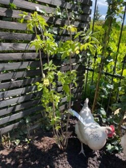 Vlier (Sambucus Nigra) -Aanbiedingen Groene Hekken Winkel vlier sambucus nigra 2