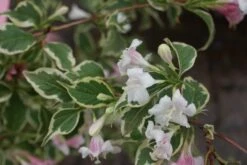 Weigela (Weigela Florida 'Variegata') -Aanbiedingen Groene Hekken Winkel weigela florida variegata 1
