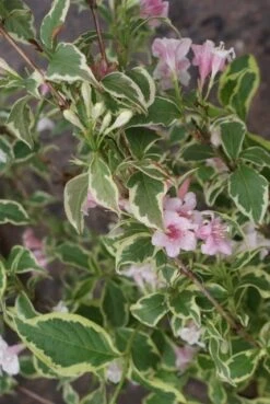 Weigela (Weigela Florida 'Variegata') -Aanbiedingen Groene Hekken Winkel weigela florida variegata 2