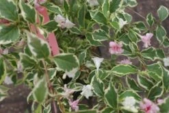 Weigela (Weigela Florida 'Variegata') -Aanbiedingen Groene Hekken Winkel weigela florida variegata 3