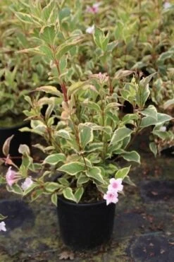 Weigela (Weigela Florida 'Variegata') -Aanbiedingen Groene Hekken Winkel weigela florida variegata 2
