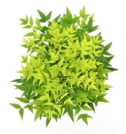 Hemelse Bamboe (Nandina Domestica 'Lemon And Lime') -Aanbiedingen Groene Hekken Winkel wep 0550 1