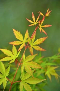 Japanse Esdoorn (Acer Palmatum 'Sangokaku') -Aanbiedingen Groene Hekken Winkel wep 5072 sangokaku