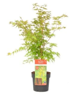 Japanse Esdoorn (Acer Palmatum 'Sangokaku') -Aanbiedingen Groene Hekken Winkel wep 8839sangokaku