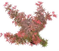 Japanse Esdoorn (Acer Palmatum 'Shaina') -Aanbiedingen Groene Hekken Winkel wep 9888 1