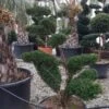 Taxus Als Bonsai (Taxus Baccata) -Aanbiedingen Groene Hekken Winkel whatsapp image 2021 10 04 at 11.54.17 1
