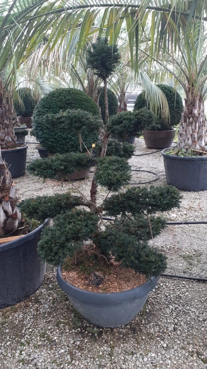 Taxus Als Bonsai (Taxus Baccata) 4 Taxus Als Bonsai (Taxus Baccata) - Afbeelding 2