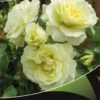 Stamroos (Rosa 'White Meilove') -Aanbiedingen Groene Hekken Winkel white meilove v 1