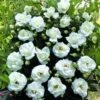 Klimroos (Rosa 'White New Dawn') -Aanbiedingen Groene Hekken Winkel white new dawn 1