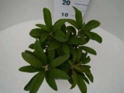 Rhododendron (Rhododendron 'Wilgen's Ruby') 22 Rhododendron (Rhododendron 'Wilgen's Ruby') -Aanbiedingen Groene Hekken Winkel wilgens ruby c2 boven