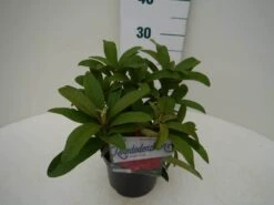 Rhododendron (Rhododendron 'Wilgen's Ruby') 24 Rhododendron (Rhododendron 'Wilgen's Ruby') -Aanbiedingen Groene Hekken Winkel wilgens ruby c2 zij 1