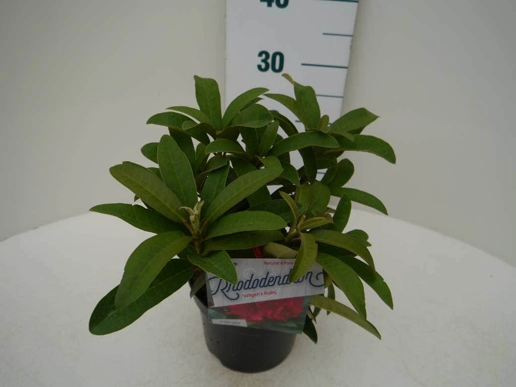 Rhododendron (Rhododendron 'Wilgen's Ruby') 7 Rhododendron (Rhododendron 'Wilgen's Ruby') - Afbeelding 5