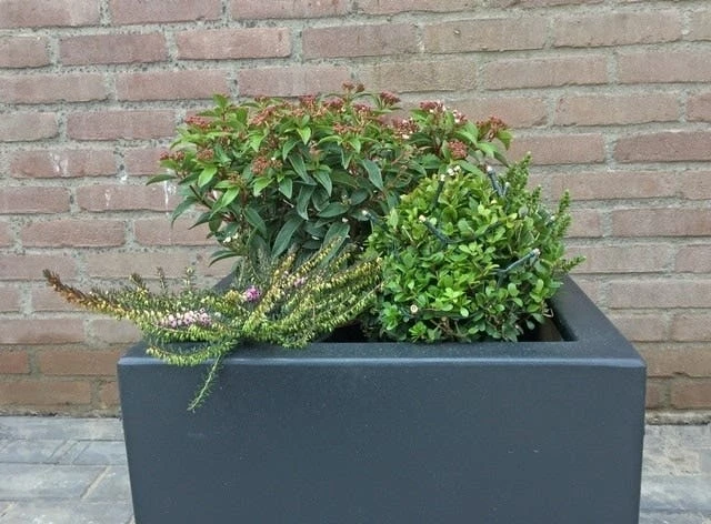 Winterpakket 6 Winterpakket - Afbeelding 4