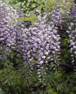 Japanse Blauwe Regen (Wisteria Floribunda 'Issai-naga')