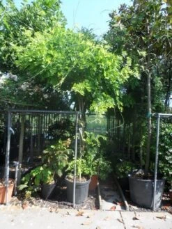 Blauwe Regen Als Boom (Wisteria Sinensis 'Prolific') 11 Blauwe Regen Als Boom (Wisteria Sinensis 'Prolific') -Aanbiedingen Groene Hekken Winkel wisteria 10 12ho cont