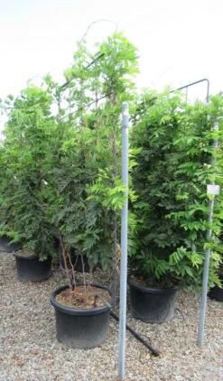 Blauwe Regen Als Leivorm (Wisteria Brachybotrys 'Yokohama Fuji') -Aanbiedingen Groene Hekken Winkel wisteria 110x180 leivorm 2