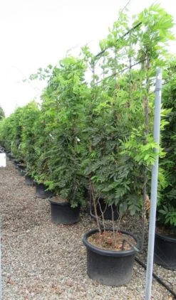 Blauwe Regen Als Leivorm (Wisteria Brachybotrys 'Yokohama Fuji') -Aanbiedingen Groene Hekken Winkel wisteria 110x180 leivorm 2