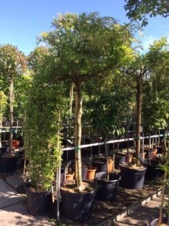 Blauwe Regen Als Boom (Wisteria Sinensis 'Prolific') 12 Blauwe Regen Als Boom (Wisteria Sinensis 'Prolific') -Aanbiedingen Groene Hekken Winkel wisteria boom blauw 16 18