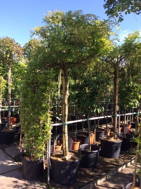 Blauwe Regen Als Boom (Wisteria Sinensis 'Prolific') 6 Blauwe Regen Als Boom (Wisteria Sinensis 'Prolific') - Afbeelding 4