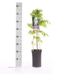 Japanse Blauwe Regen, Wit (Wisteria Floribunda 'Alba') 11 Japanse Blauwe Regen, Wit (Wisteria Floribunda 'Alba') -Aanbiedingen Groene Hekken Winkel wisteria floribunda alba