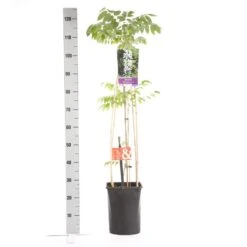 Japanse Blauwe Regen, Wit (Wisteria Floribunda 'Alba') 12 Japanse Blauwe Regen, Wit (Wisteria Floribunda 'Alba') -Aanbiedingen Groene Hekken Winkel wisteria floribunda alba 1.00 1.25