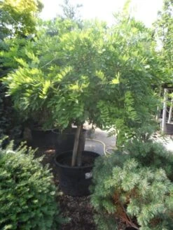 Blauwe Regen Op Stam (Wisteria Sinensis 'Alba') -Aanbiedingen Groene Hekken Winkel wisteria halfstam c240 extra