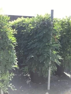 Blauwe Regen Als Leivorm (Wisteria Brachybotrys 'Yokohama Fuji') -Aanbiedingen Groene Hekken Winkel wisteria lage leivorm 2