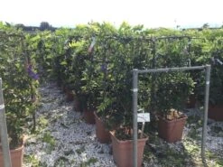 Blauwe Regen Als Leivorm (Wisteria Brachybotrys 'Yokohama Fuji') -Aanbiedingen Groene Hekken Winkel wisteria lage leivorm c18