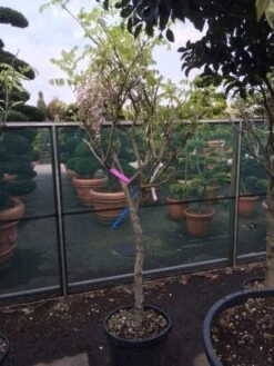 Blauwe Regen Als Boom (Wisteria Sinensis 'Prolific') 13 Blauwe Regen Als Boom (Wisteria Sinensis 'Prolific') -Aanbiedingen Groene Hekken Winkel wisteria rose alleen als halfstam 1