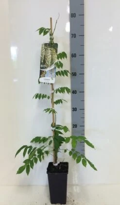 Japanse Blauwe Regen, Wit (Wisteria Floribunda 'Alba') 15 Japanse Blauwe Regen, Wit (Wisteria Floribunda 'Alba') -Aanbiedingen Groene Hekken Winkel wisteria sin. alba 80 100 c2