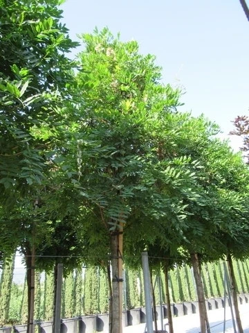 Blauwe Regen Als Boom (Wisteria Sinensis 'Prolific') 8 Blauwe Regen Als Boom (Wisteria Sinensis 'Prolific') - Afbeelding 6