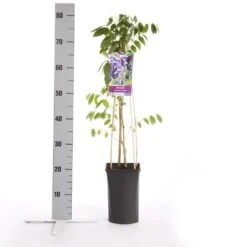 Blauwe Regen (Wisteria Sinensis 'Prolific') 15 Blauwe Regen (Wisteria Sinensis 'Prolific') -Aanbiedingen Groene Hekken Winkel wisteria sinensis prolific