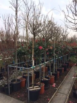 Blauwe Regen Als Boom (Wisteria Sinensis 'Alba') 7 Blauwe Regen Als Boom (Wisteria Sinensis 'Alba') -Aanbiedingen Groene Hekken Winkel wisteria wit