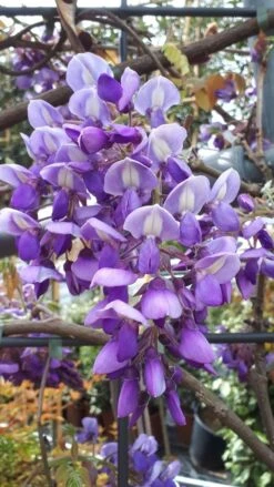 Blauwe Regen Als Leivorm (Wisteria Brachybotrys 'Yokohama Fuji') -Aanbiedingen Groene Hekken Winkel wisteria yokohama fji 2