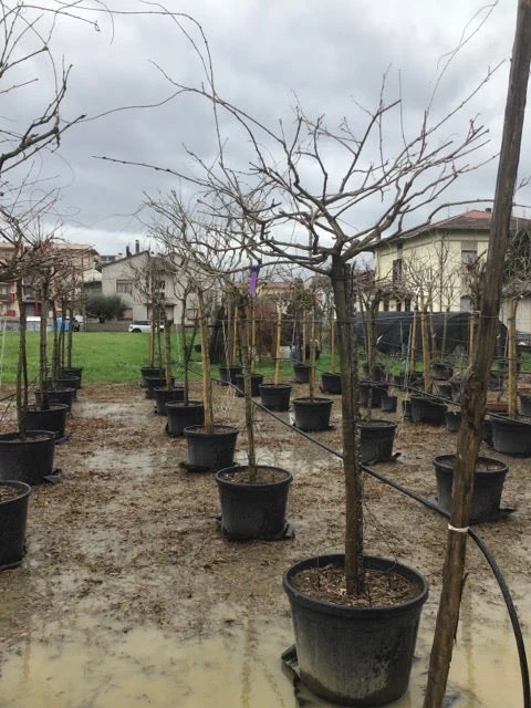 Blauweregen Als Boom (Wisteria Floribunda 'Black Dragon') 4 Blauweregen Als Boom (Wisteria Floribunda 'Black Dragon') - Afbeelding 2